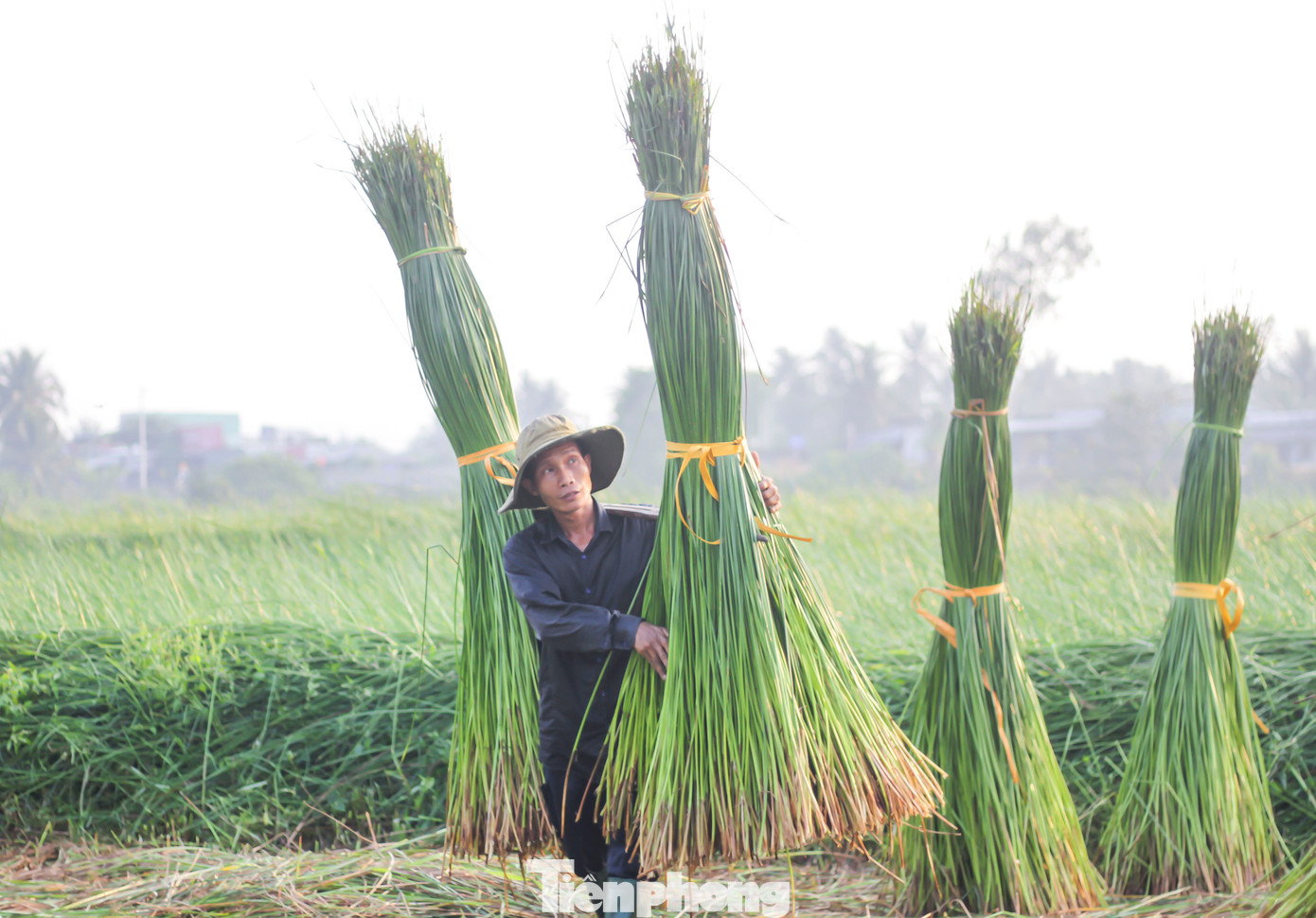 Vào mùa cói, ngoài lao động trong nhà, người dân nơi đây còn thuê thêm người làm. Ảnh: Trương Định