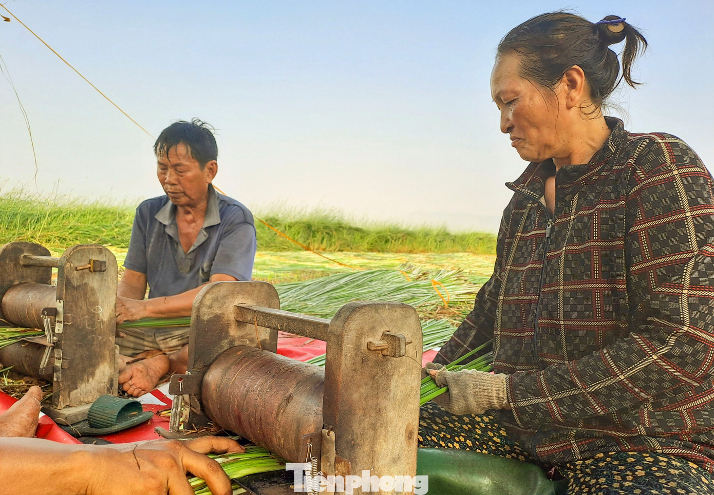 Chẻ cây cói thành những sợi nhỏ...