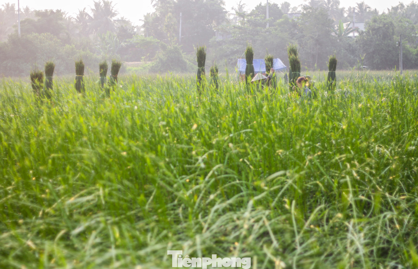 Xã Hoài Châu Bắc (thị xã Hoài Nhơn, Bình Định) nổi tiếng với nhiều làng nghề dệt chiếu cói lâu đời hơn 200 năm trước, hiện có hàng trăm hộ dân gắn bó với ngành nghề truyền thống này. Ảnh: Trương Định