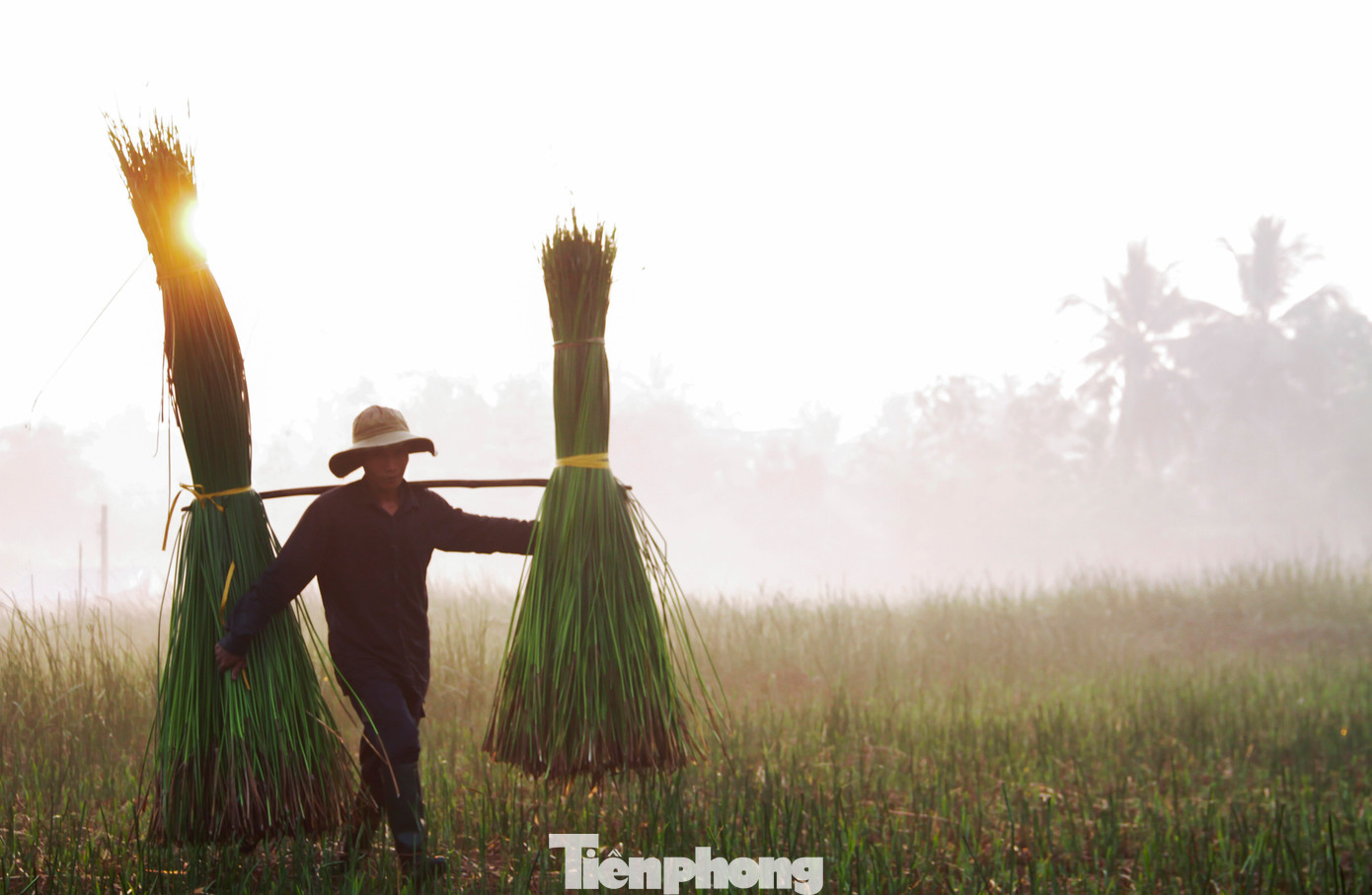 Cói sau khi cột thành từng bó sẽ được gánh từ ruộng lên bờ để chở về nhà. Ảnh: Trương Định