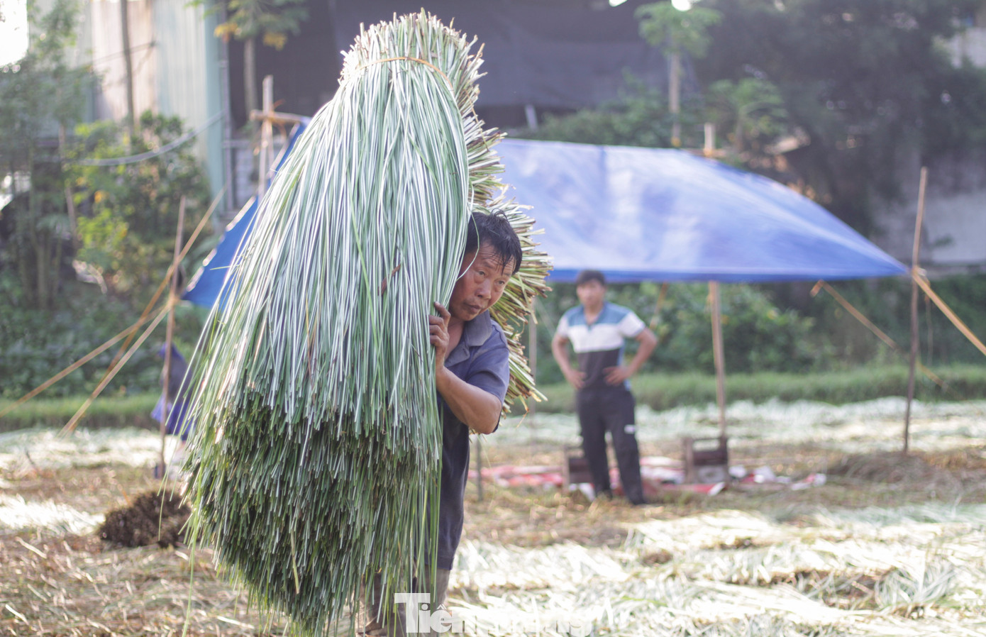 ... và đem đi phơi khô. Ảnh: Trương Định