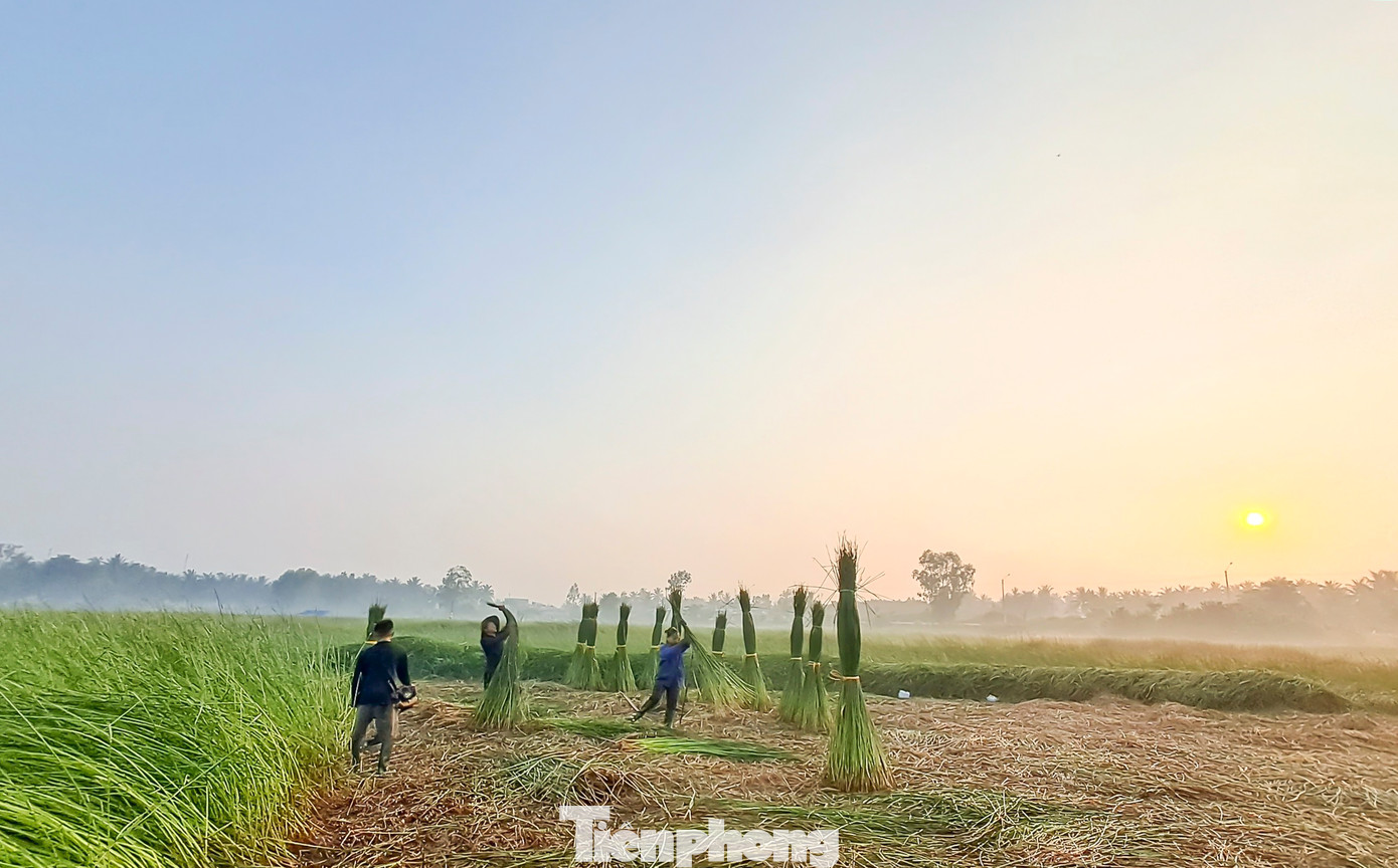 Người dân xuống đồng thu hoạch cói từ lúc mặt trời vừa ló rạng. Ảnh: Trương Định