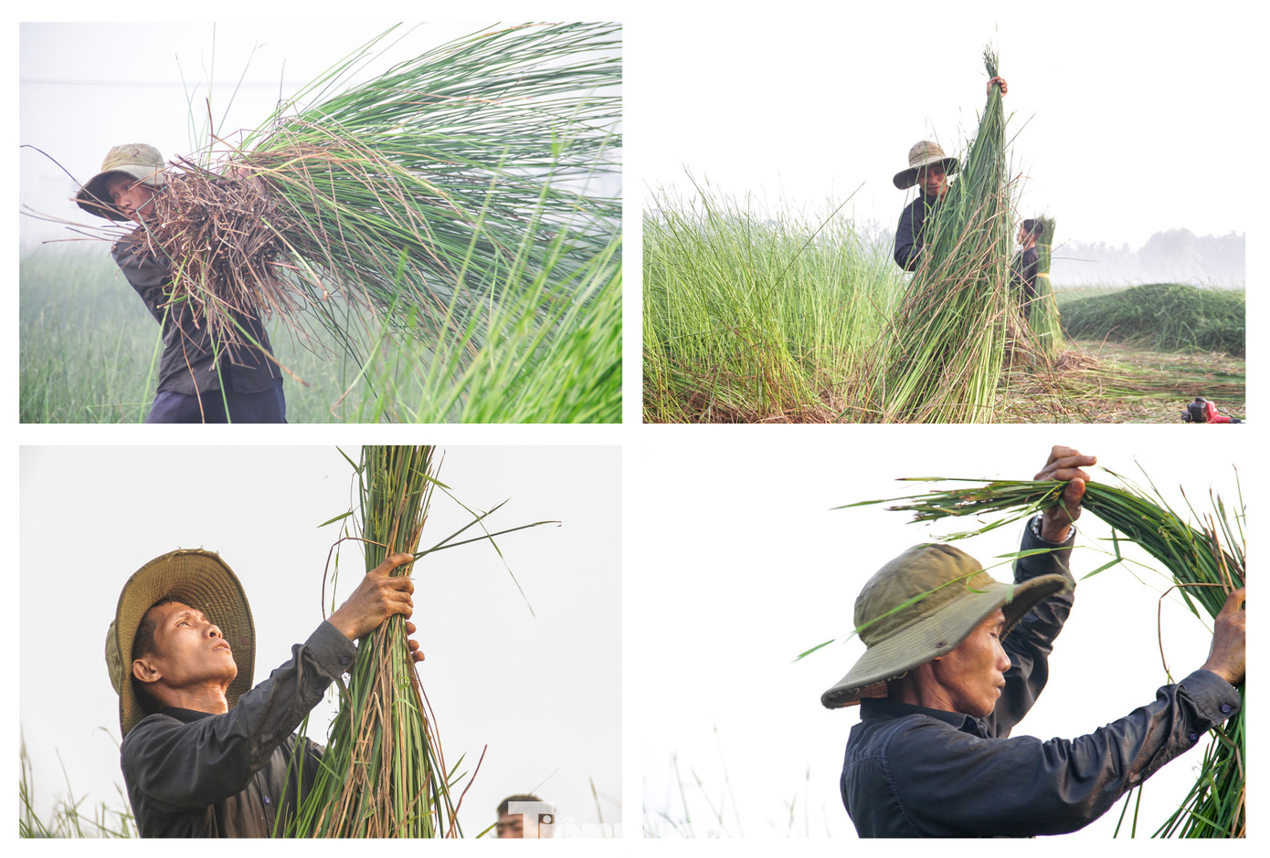 Cũng theo những người dân nơi đây, cơ cực nhất chính mùa thu hoạch cói. Bà con phải thức khuya, dậy sớm ra đồng cắt cói để vận chuyển về nhà. Năm nay, do thời tiết nắng nóng nhiều người phải xuống đồng thu hoạch từ lúc 2 giờ sáng. Ảnh: Trương Định