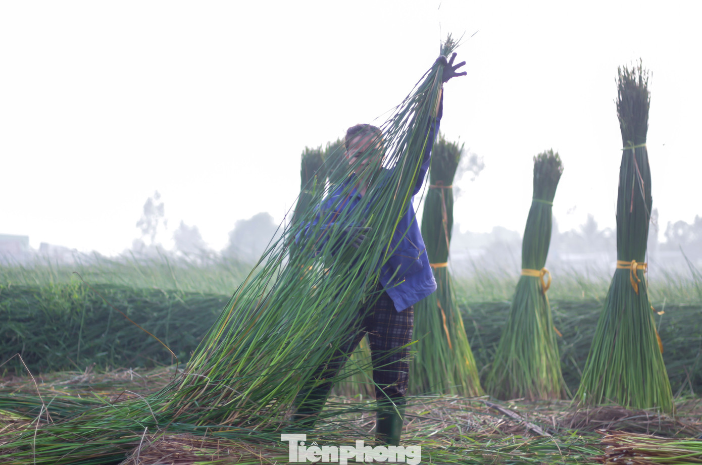 Giũ sạch cỏ rác, cột thành từng bó đưa lên bờ để chở về nhà. Ảnh: Trương Định