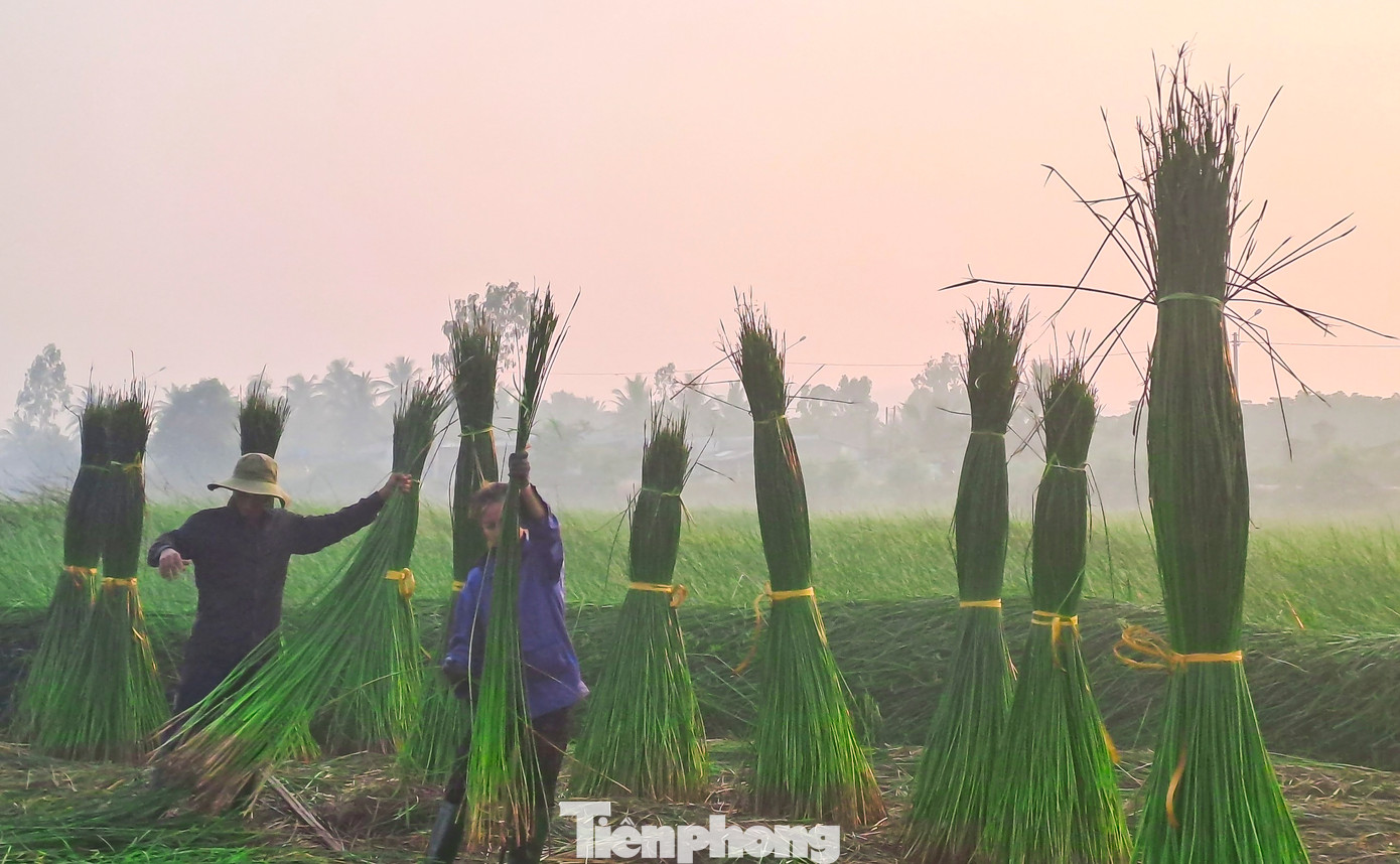 Anh Đinh Hữu Tiên (29 tuổi, thôn Gia An Đông, xã Hoài Châu Bắc, thị xã Hoài Nhơn) cho hay, dệt chiếu là nghề truyền thống của gia đình. Công việc gắn bó với anh từ thuở nhỏ. Theo anh Tiên, cứ vào khoảng vào tháng 3 hằng năm là bắt đầu thu hoạch những ruộng cói. Một năm nếu chăm sóc tốt và thời tiết thuận lợi thì có thể thu hoạch được 2 lần. Ảnh: Trương Định