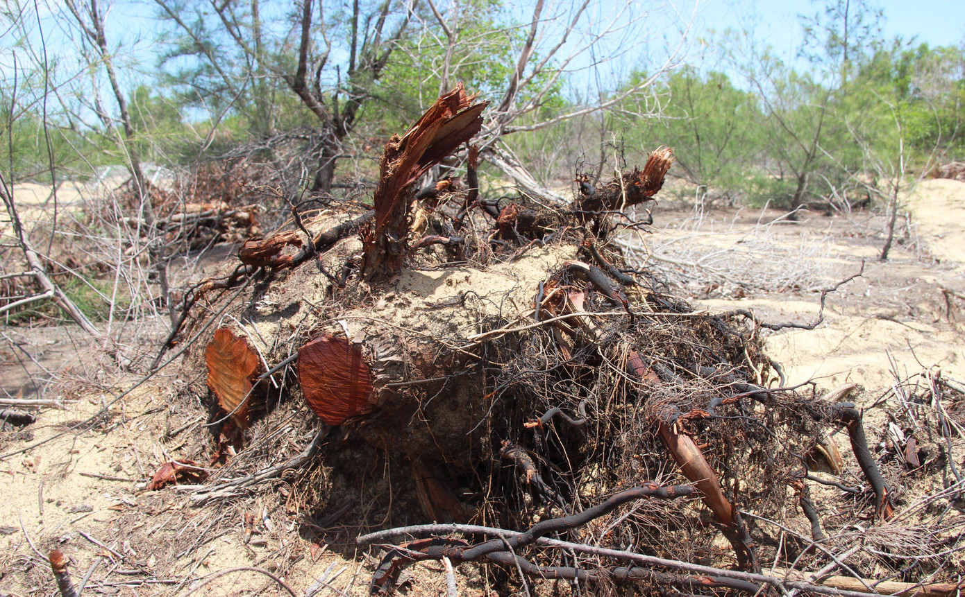 Những gốc cây dương bị chặt phá.