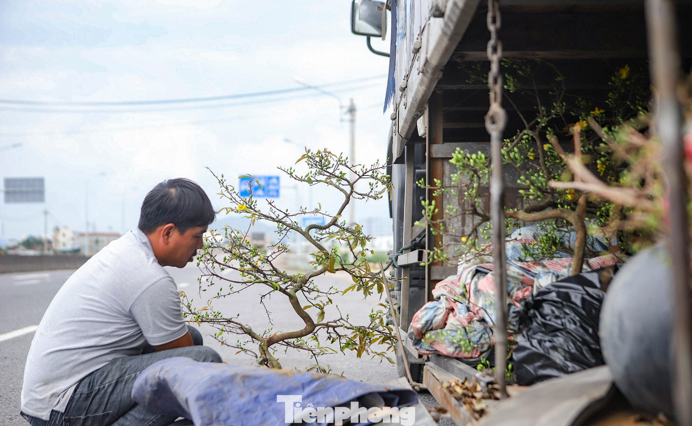 Theo lãnh đạo UBND thị xã An Nhơn, giá mai năm nay giảm hơn so với năm trước vì thương lái có phần ép giá, số lượng thương lái vào địa phương xem mai cũng ít hơn. Chất lượng hoa năm nay nở rất vừa, kể cả thị trường bán ra miền Bắc hay vào trong Nam. Ảnh: Trương Định