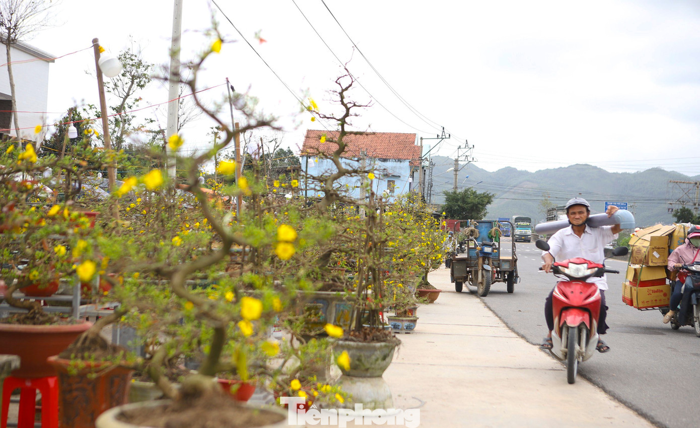 Những chậu mai vàng "mời chào" du khách. Ảnh: Trương Định