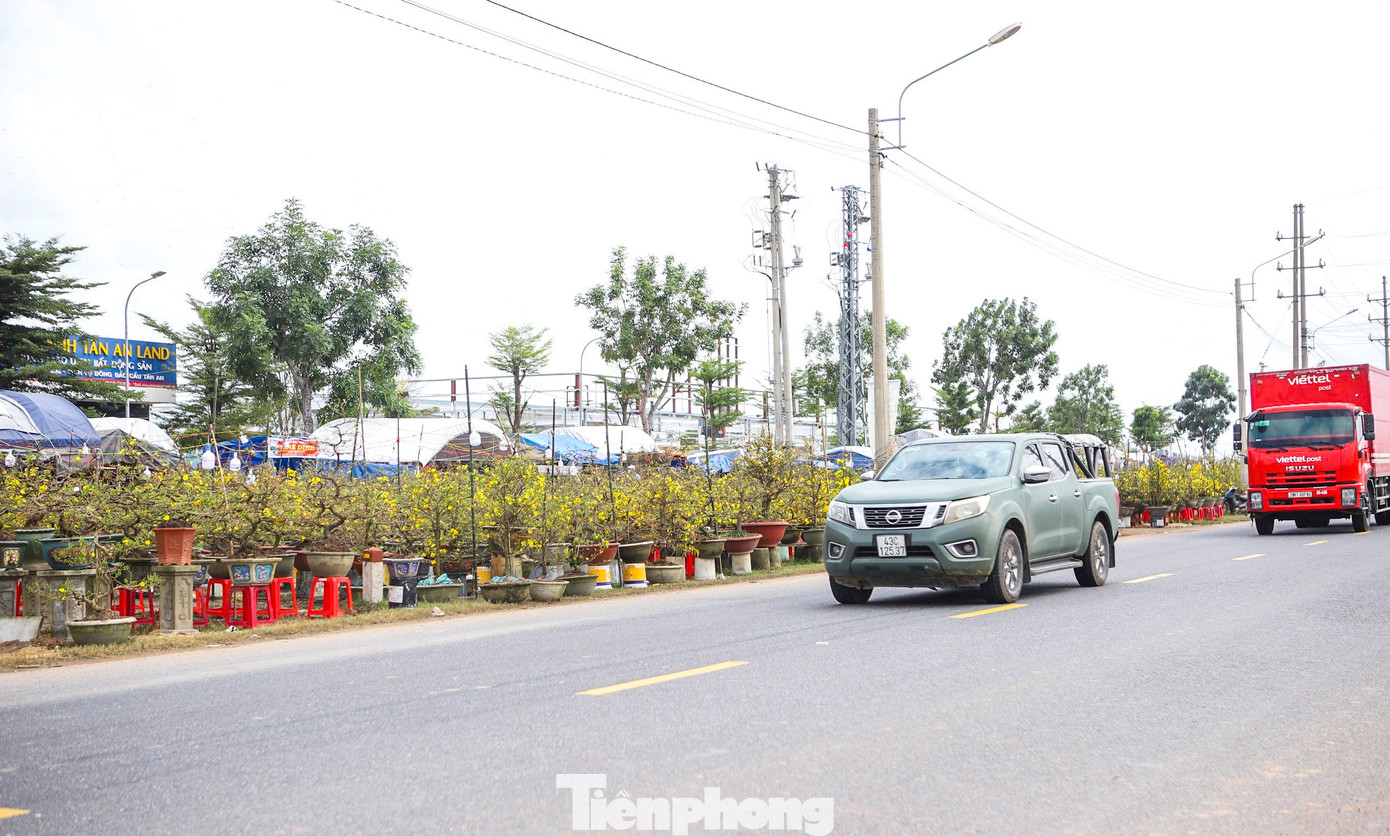 Cũng qua ghi nhận của PV Tiền Phong, thời điểm này, dọc các tuyến đường Quốc lộ qua thị xã An Nhơn, các tài xế tải đường dài vào Nam ra Bắc cũng không quên ghé chân lại để lựa chọn mua cho mình những chậu mai đẹp mang về. Ảnh: Trương Định