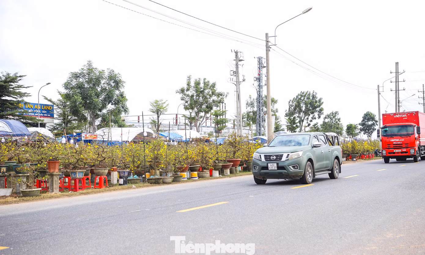 Cũng qua ghi nhận của PV Tiền Phong, thời điểm này, dọc các tuyến đường Quốc lộ qua thị xã An Nhơn, các tài xế tải đường dài vào Nam ra Bắc cũng không quên ghé chân lại để lựa chọn mua cho mình những chậu mai đẹp mang về. Ảnh: Trương Định