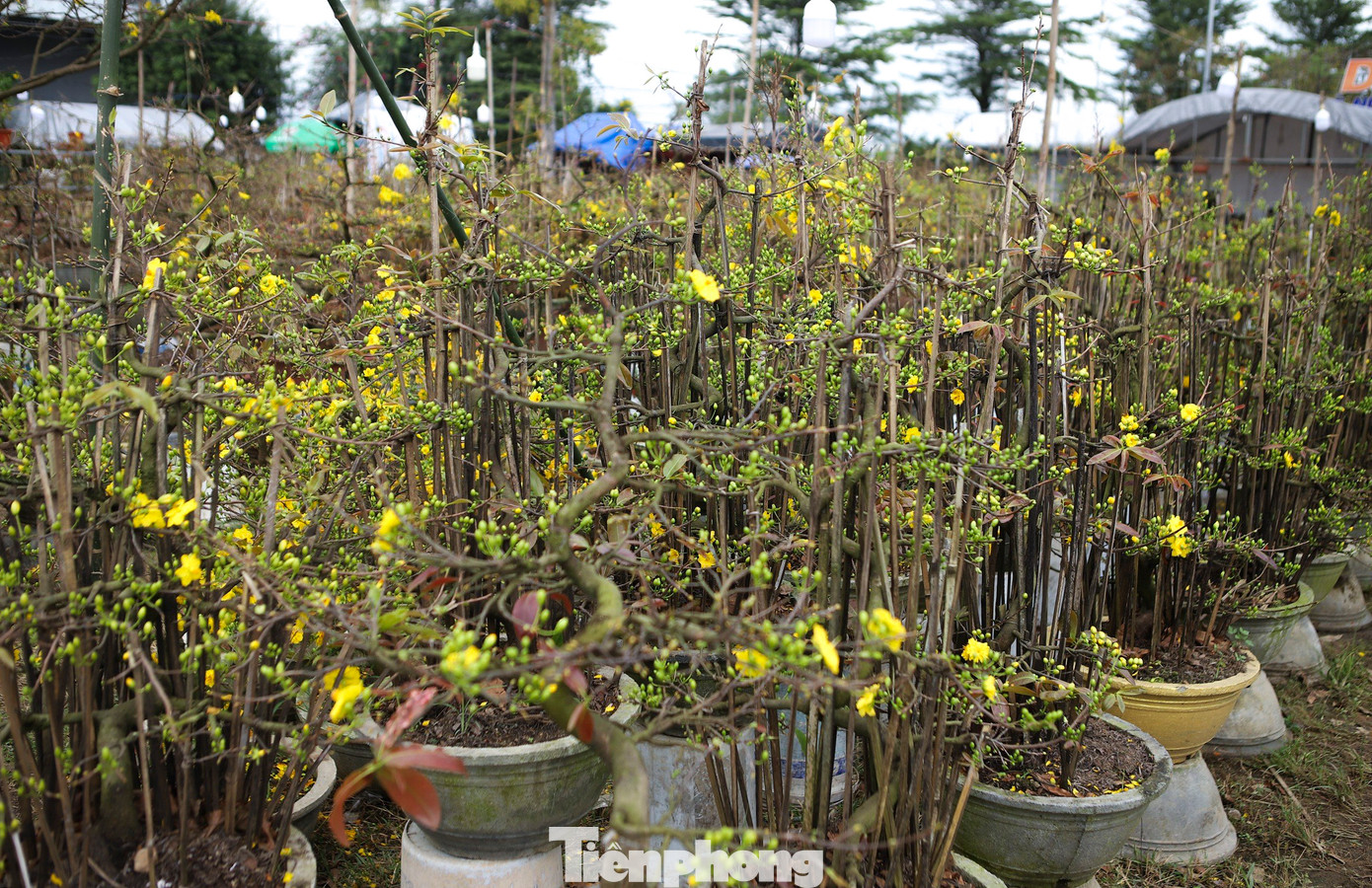 Nhà vườn cũng lựa chọn những vị trí đẹp, thuận tiện để níu chân người dân, du khách ghé lại tham quan, chọn mua mai.