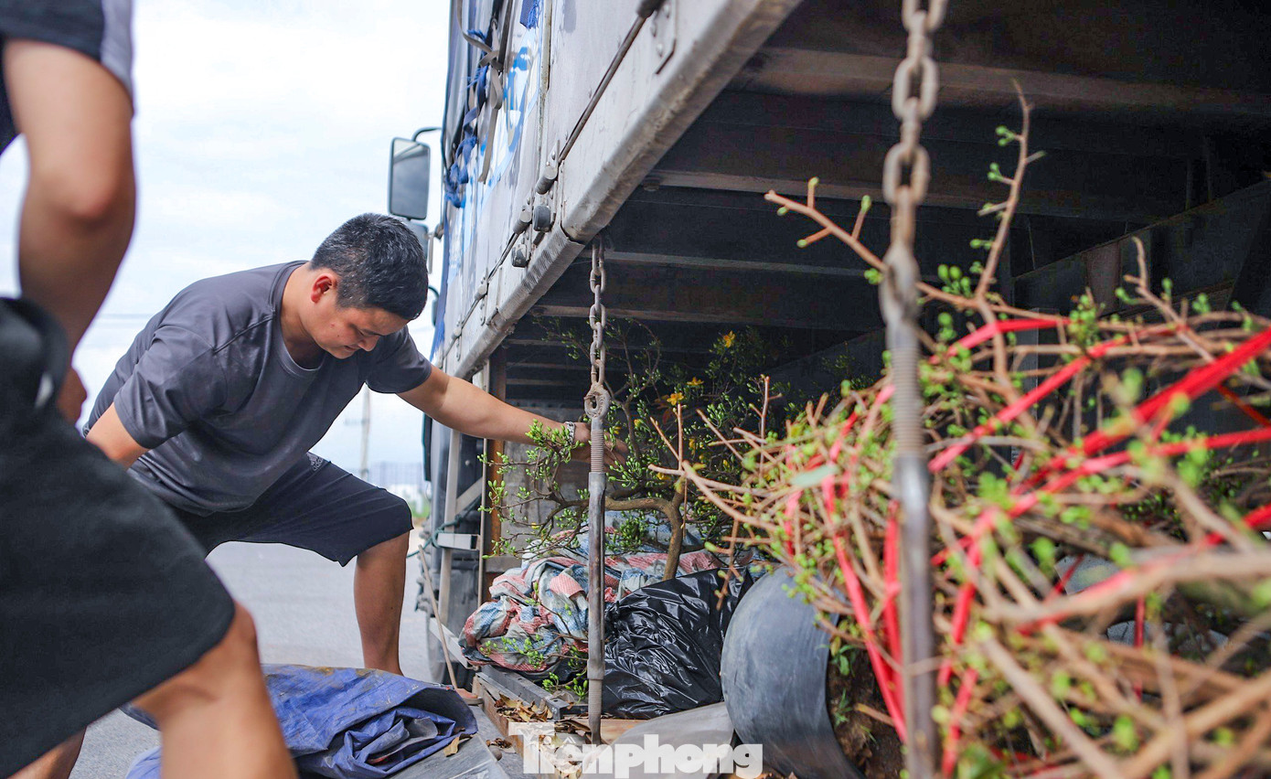 Sau chuyến du lịch dài ngày tại Bình Định, chị Kim Thoa (43 tuổi, Bắc Ninh), trên đường ra sân bay cũng không quên ghé ‘thủ phủ mai vàng miền Trung’ để chọn mua một vài chậu mai về trưng chơi ngày Tết. Chị Thoa nói, dù hành lý mang ra sân bay cũng khá nhiều, nhưng vì thấy hoa đẹp quá nên không nỡ bỏ qua. Ảnh: Trương Định