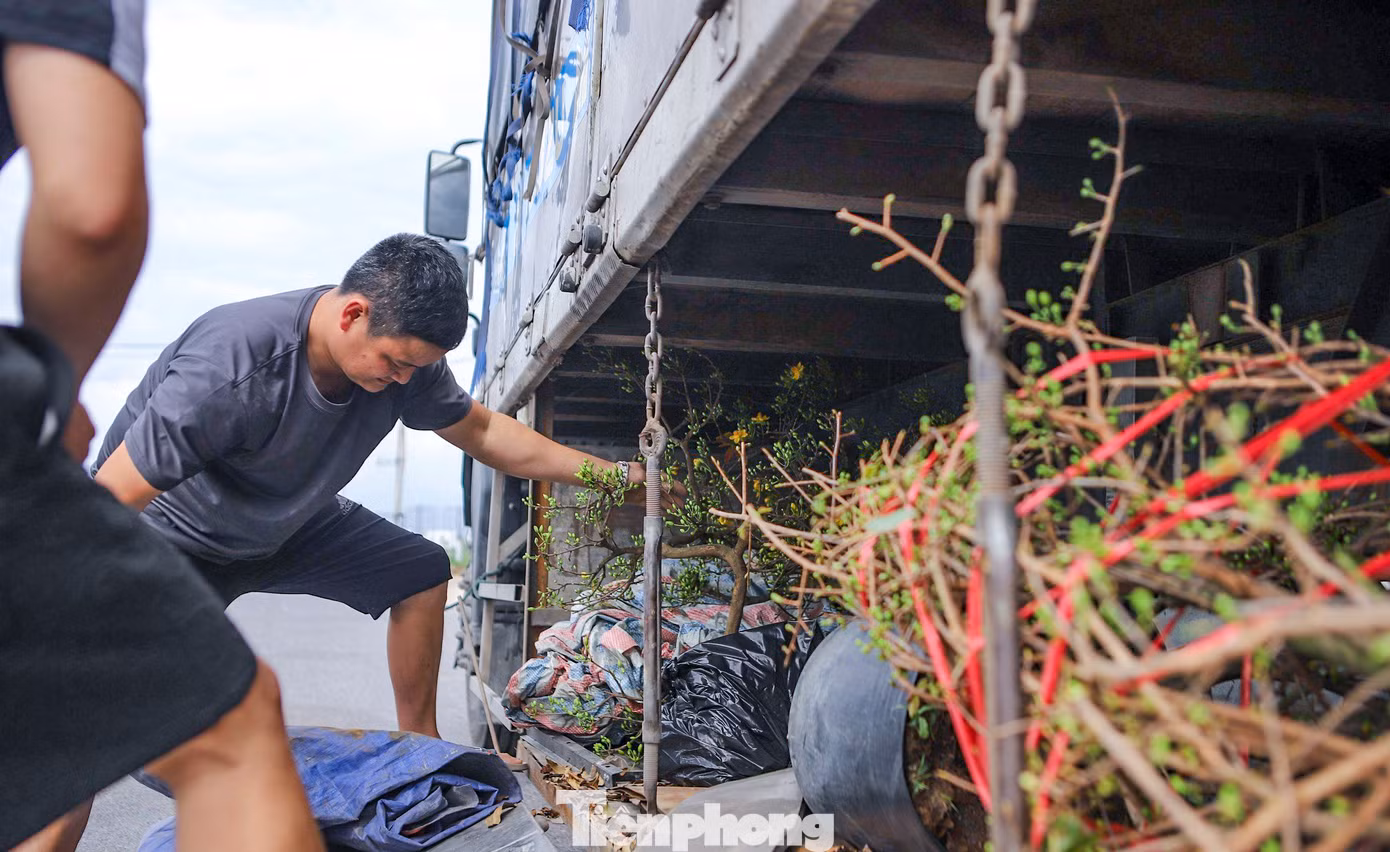 Sau chuyến du lịch dài ngày tại Bình Định, chị Kim Thoa (43 tuổi, Bắc Ninh), trên đường ra sân bay cũng không quên ghé ‘thủ phủ mai vàng miền Trung’ để chọn mua một vài chậu mai về trưng chơi ngày Tết. Chị Thoa nói, dù hành lý mang ra sân bay cũng khá nhiều, nhưng vì thấy hoa đẹp quá nên không nỡ bỏ qua. Ảnh: Trương Định