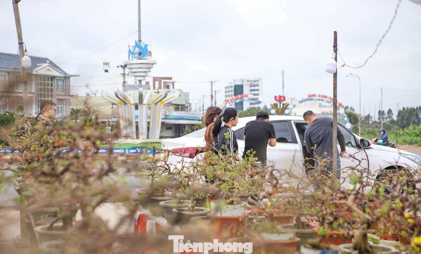 Thị xã An Nhơn được xem là 'thủ phủ mai vàng' lớn nhất miền Trung. Nơi đây có hàng ngàn hộ dân trồng mai, với diện tích khoảng 145ha. Nghề trồng mai góp phần nâng cao thu nhập, giải quyết việc làm cho người dân trên địa bàn. Vài năm gần đây, mai Tết đem lại nguồn thu lớn cho thị xã An Nhơn. Đặc biệt, trong năm 2023 vừa qua, doanh thu từ mai vàng đạt khoảng 175 tỷ đồng. Ảnh: Trương Định