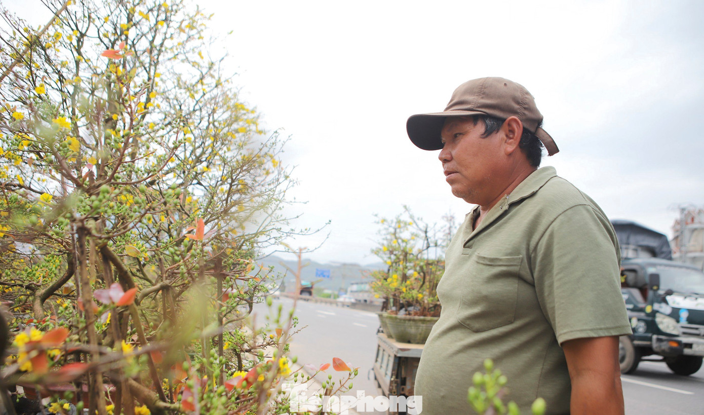 Theo các nhà vườn, năm nay kinh tế khó khăn nên thị trường mai cũng ảm đạm hơn những năm trước, giá cả cũng giảm đi phân nửa. Ảnh: Trương Định