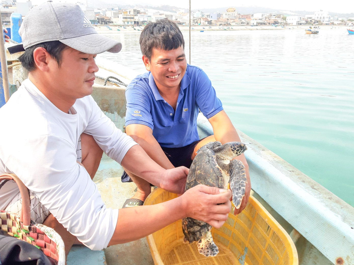 Thả đồi mồi về lại biển. Ảnh: P.H