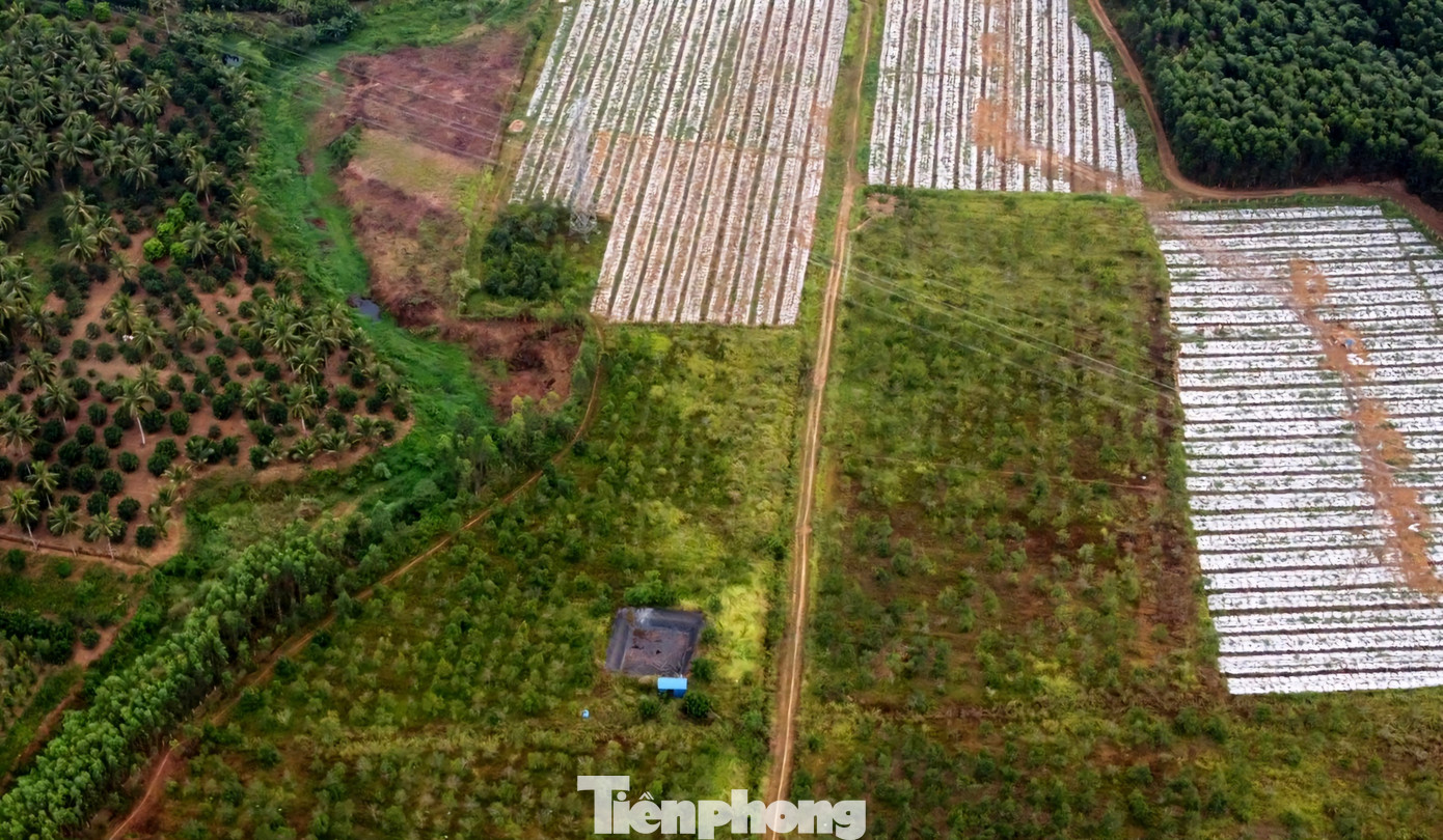 Diện tích các loại cây ăn quả có thế mạnh của địa phương phát triển mạnh với hơn 3.900ha. Nhiều mặt hàng nông sản như heo Hoài Ân, gà ta thả vườn, bưởi da xanh, trà nụ hoa hòe, mật ong dú, trứng chim trĩ, thịt heo thảo mộc, gạo hữu cơ được khách hàng trong và ngoài tỉnh ưa chuộng, có mặt trên một số hệ thống siêu thị các tỉnh thành. Ảnh: DT