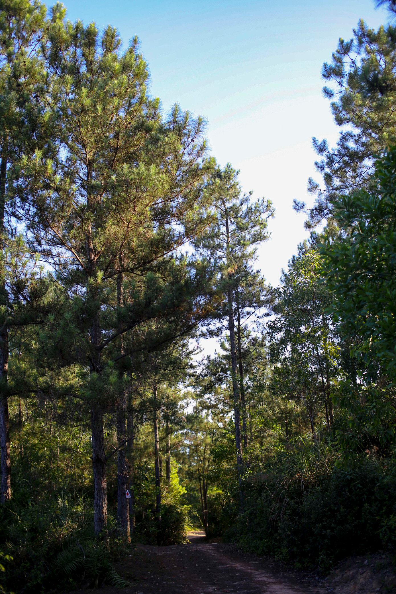 Rừng thông, một biểu tượng của núi Vũng Chua.