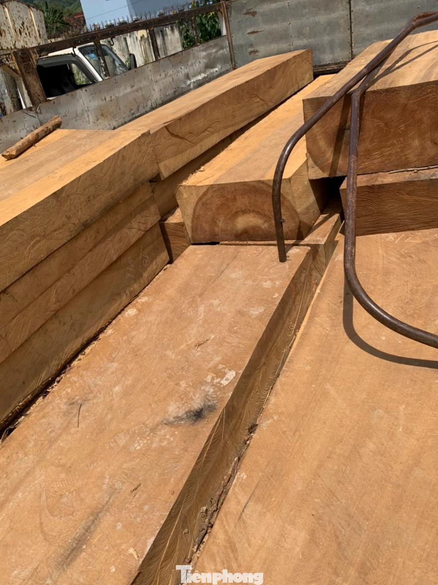 Lực lượng chức năng phát hiện 3 cây gỗ dổi bị khai thác trái phép với tổng khối lượng hơn 15m3. Ảnh: B.Q Lực lượng chức năng phát hiện 3 cây gỗ dổi bị khai thác trái phép với tổng khối lượng hơn 15m3. Ảnh: B.Q