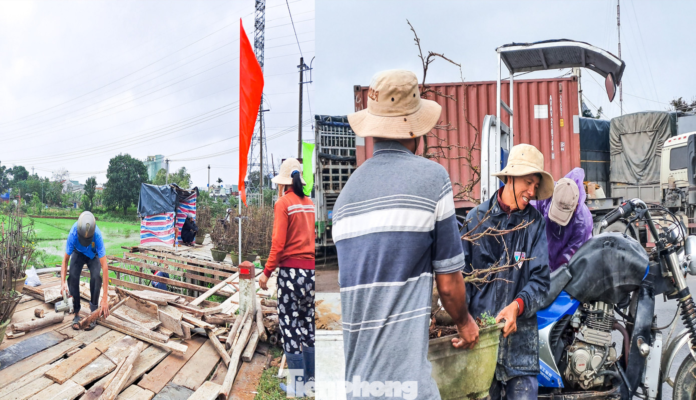 Các nhà vườn thuê bãi và tranh thủ dựng sạp dọc các tuyến đường chính đưa mai ra để bày bán. Ảnh: Trương Định