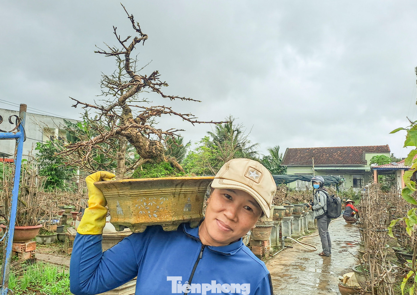 Nghề trồng mai góp phần nâng cao thu nhập, giải quyết việc làm cho người dân trên địa bàn. Bước vào vụ Tết, ngoài các lao động trong nhà, chủ vườn còn thuê thêm lao động ở ngoài để có hàng kịp bán phục vụ các thị trường. Ảnh: Trương Định