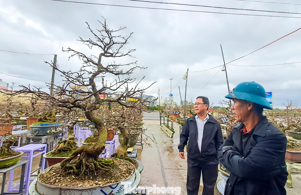Theo các nhà vườn trồng mai ở thị xã An Nhơn, năm nay số lượng mai đi ra thị trường phía Bắc rất &quot;hiếm&quot; vì tại thời điểm này không khí khá lạnh, các bông búp còn nhỏ không thể bung nở kịp nên thương lái không chọn mua. Ảnh: Trương Định