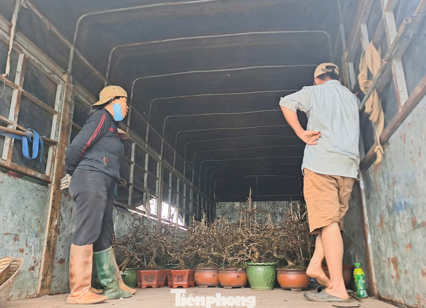 Chủ một vườn mai, ông Đặng Hữu Lượng (44 tuổi, ở thôn Trung Định, xã Nhơn An, TX An Nhơn) cho hay, đang cho lựa khoảng hơn 100 chậu đưa vào TPHCM để bán. Ảnh: Trương Định