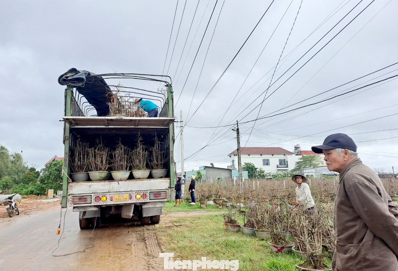 Mai được đưa lên xe xuất bán ra các thị trường. Ảnh: Trương Định