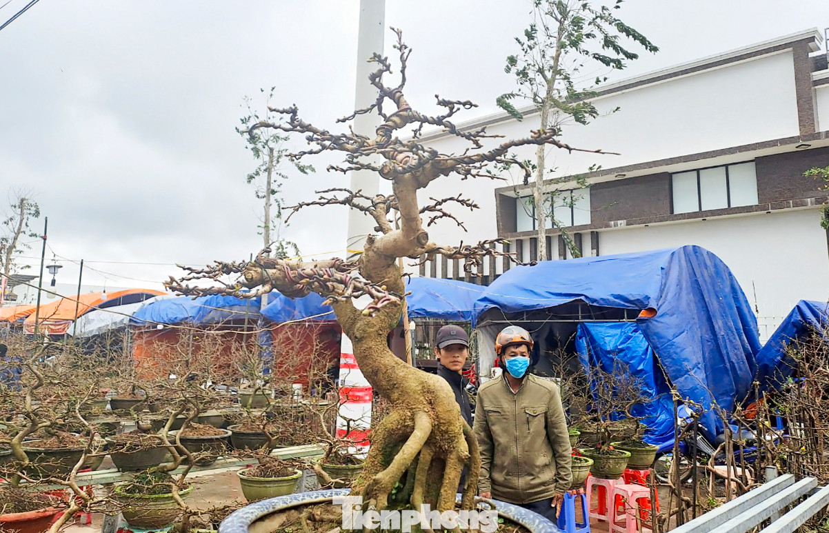 Thời điểm này, dòng người từ khắp nơi cũng bắt đầu đổ về các điểm bán mai dọc các trục đường chính trên địa bàn thị xã An Nhơn để mua bán, phục vụ vui xuân đón Tết. Ảnh: Trương Định
