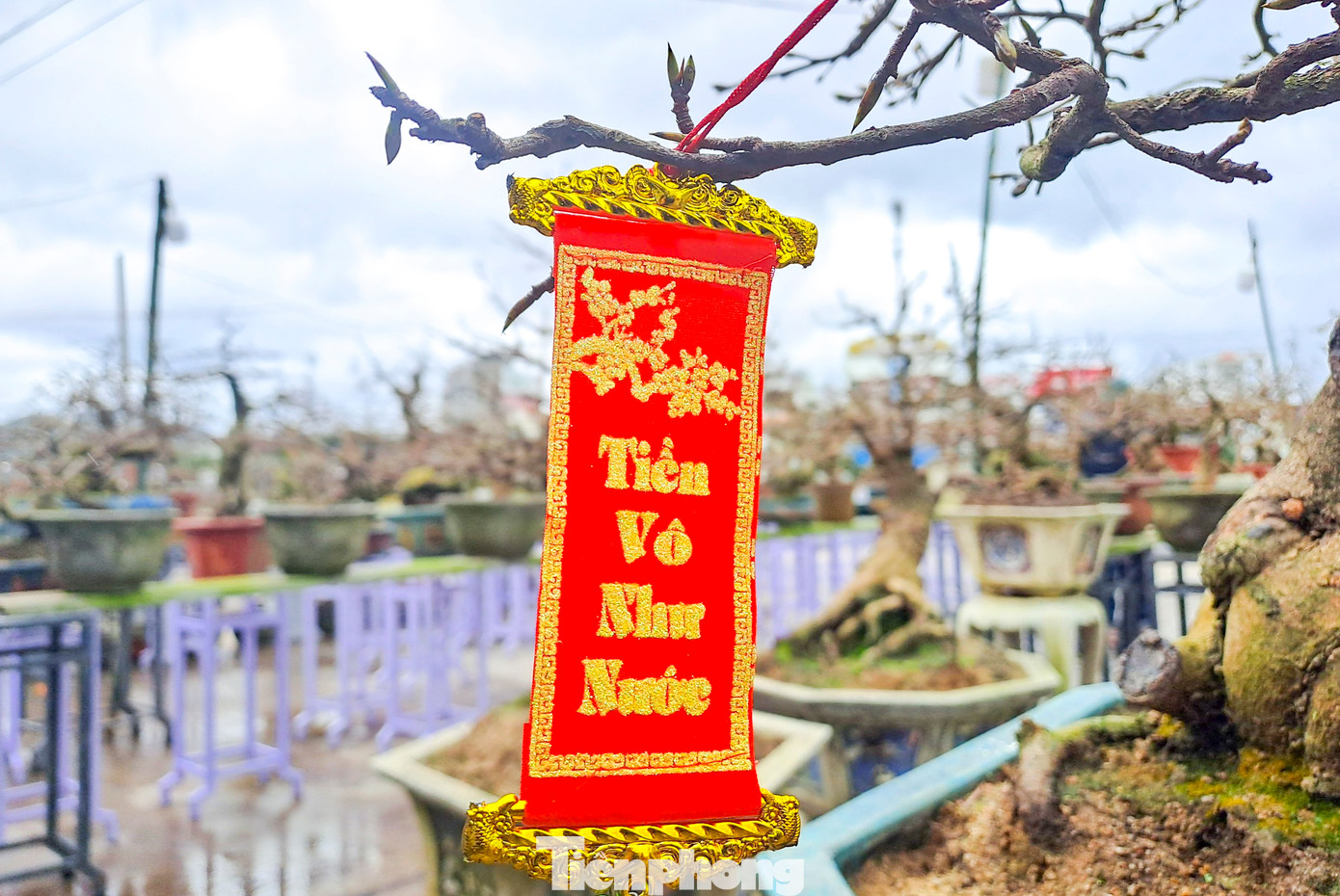 UBND thị xã An Nhơn đã ban hành kế hoạch tổ chức Lễ hội mai vàng An Nhơn lần I - năm 2023. Theo đó, Lễ hội sẽ diễn ra từ ngày 9 – 11/1/2023 (tức ngày 18 - 20 tháng Chạp năm Nhâm Dần) tại Quảng trường Trung tâm thị xã An Nhơn. Nhằm giới thiệu, quảng bá thủ phủ mai vàng, thúc đẩy phát triển làng nghề truyền thống gắn với phát triển du lịch. Ảnh: Trương Định