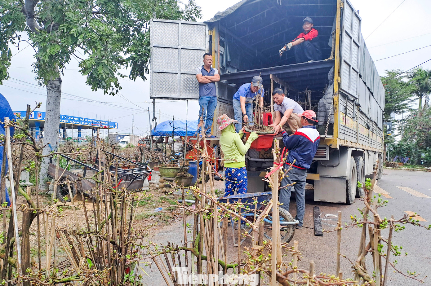 Mai vàng An Nhơn được xuất bán trên khắp cả nước. Ảnh: Trương Định