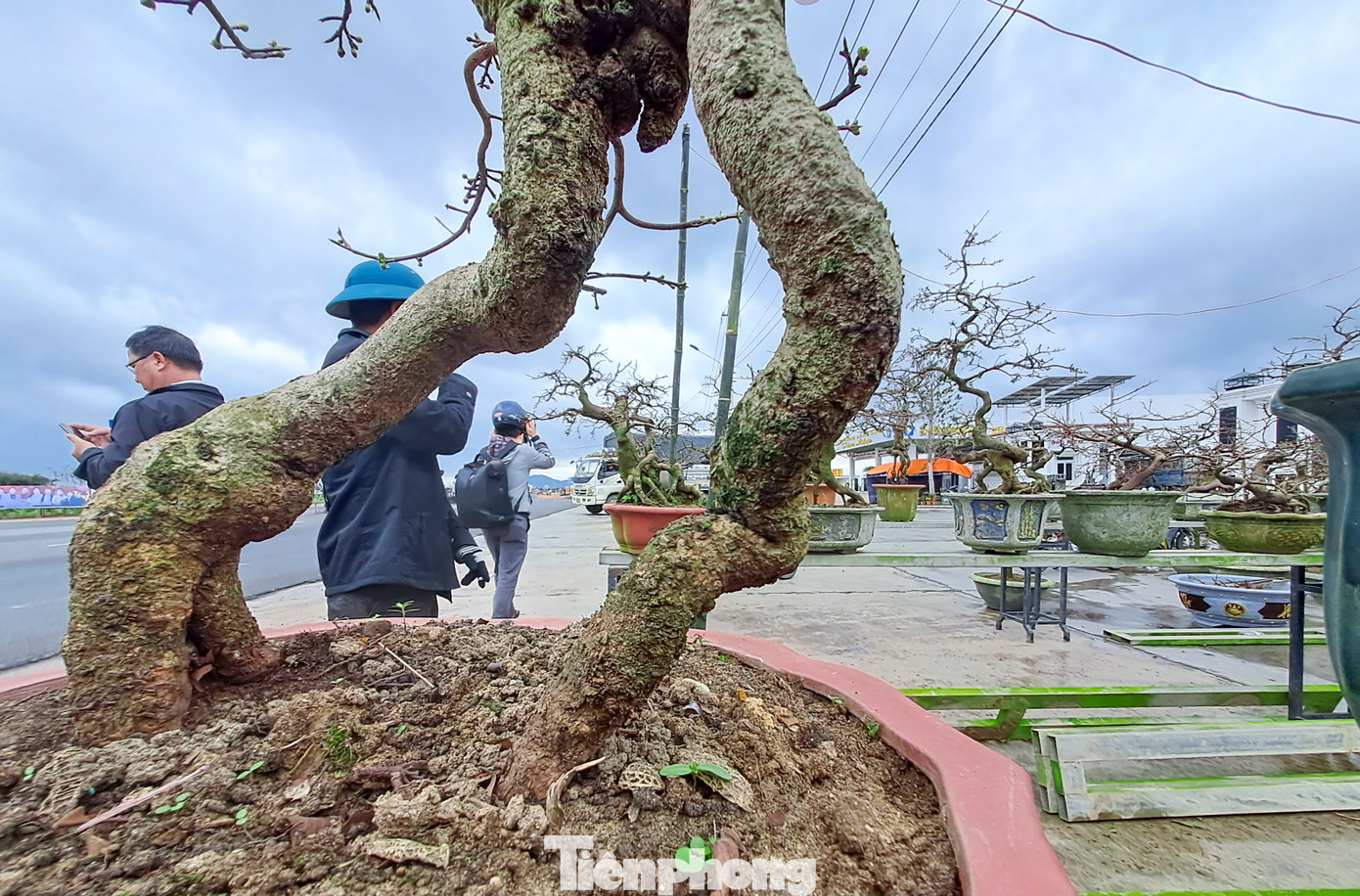 Các nhà vườn đã đưa mai lên dọc các trục đường chính của thị xã An Nhơn để bày bán. Ảnh: Trương Định