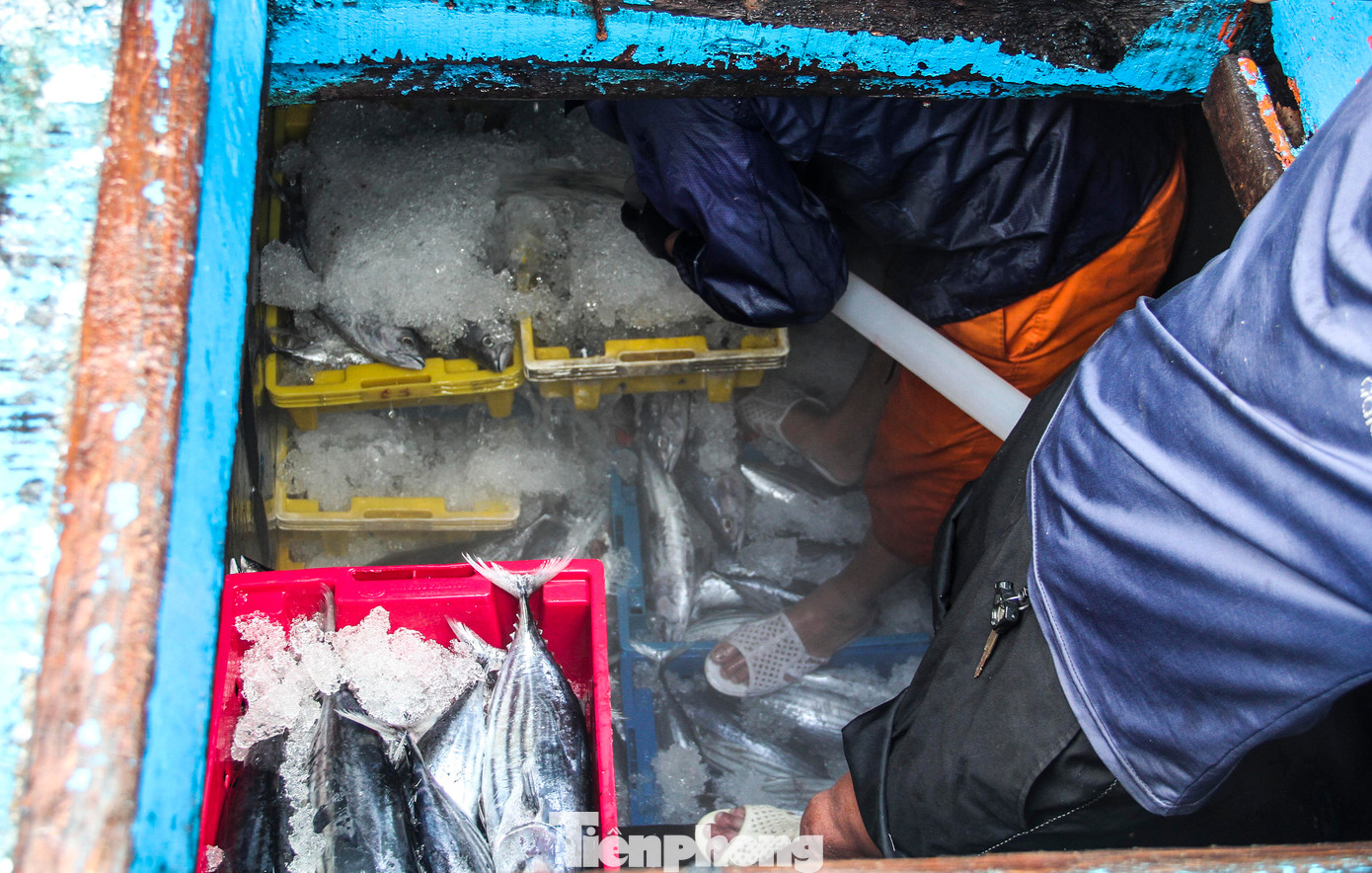 Ông Châu cho biết, sau chuyến biển kéo dài 45 ngày, tàu BĐ 96953 TS đánh bắt được khoảng 20 tấn cá ngừ sọc dưa. Với giá cá hiện tại, sau khi trừ hết chi phí tàu của ông có lãi khá. (Ảnh: Trương Định)