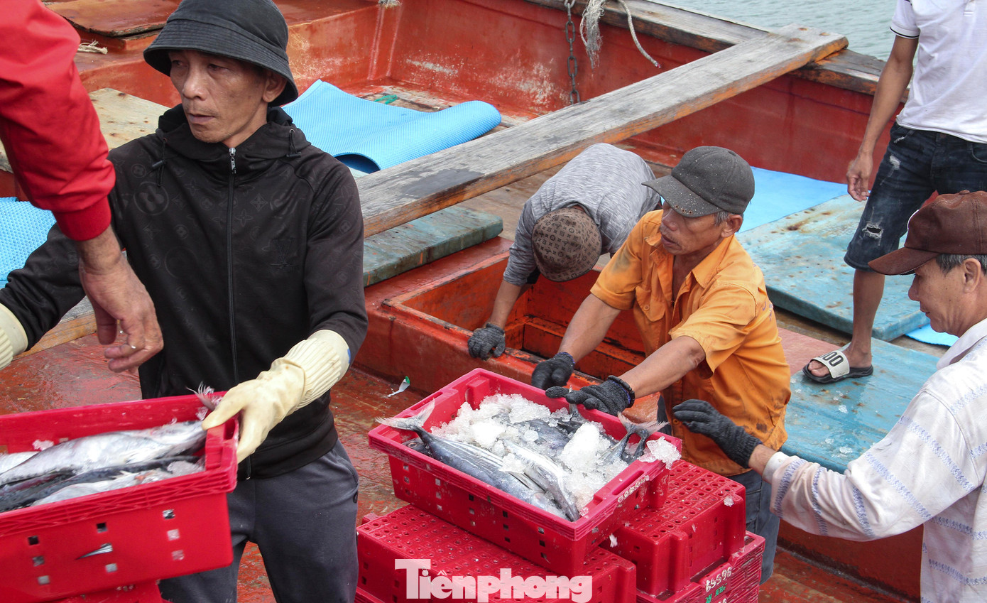 Cạnh đó, tàu BĐ 96559 TS cũng đang tất bật rã đông các khoang chứa cá để xuống cá, cân bán cho thương lái. Niềm vui hiện rõ trên khuôn mặt người thuyền trưởng khi giá cá năm nay được thu mua với giá cao. Thuyền trưởng cho biết chuyến biển này tàu đánh bắt tại vùng biển Trường Sa. Sau hơn 40 ngày, tàu đánh được 14 tấn cá ngừ sọc dưa, được thương lái thu mua với giá 31 - 32 ngàn đồng/kg. (Ảnh: Trương Định)