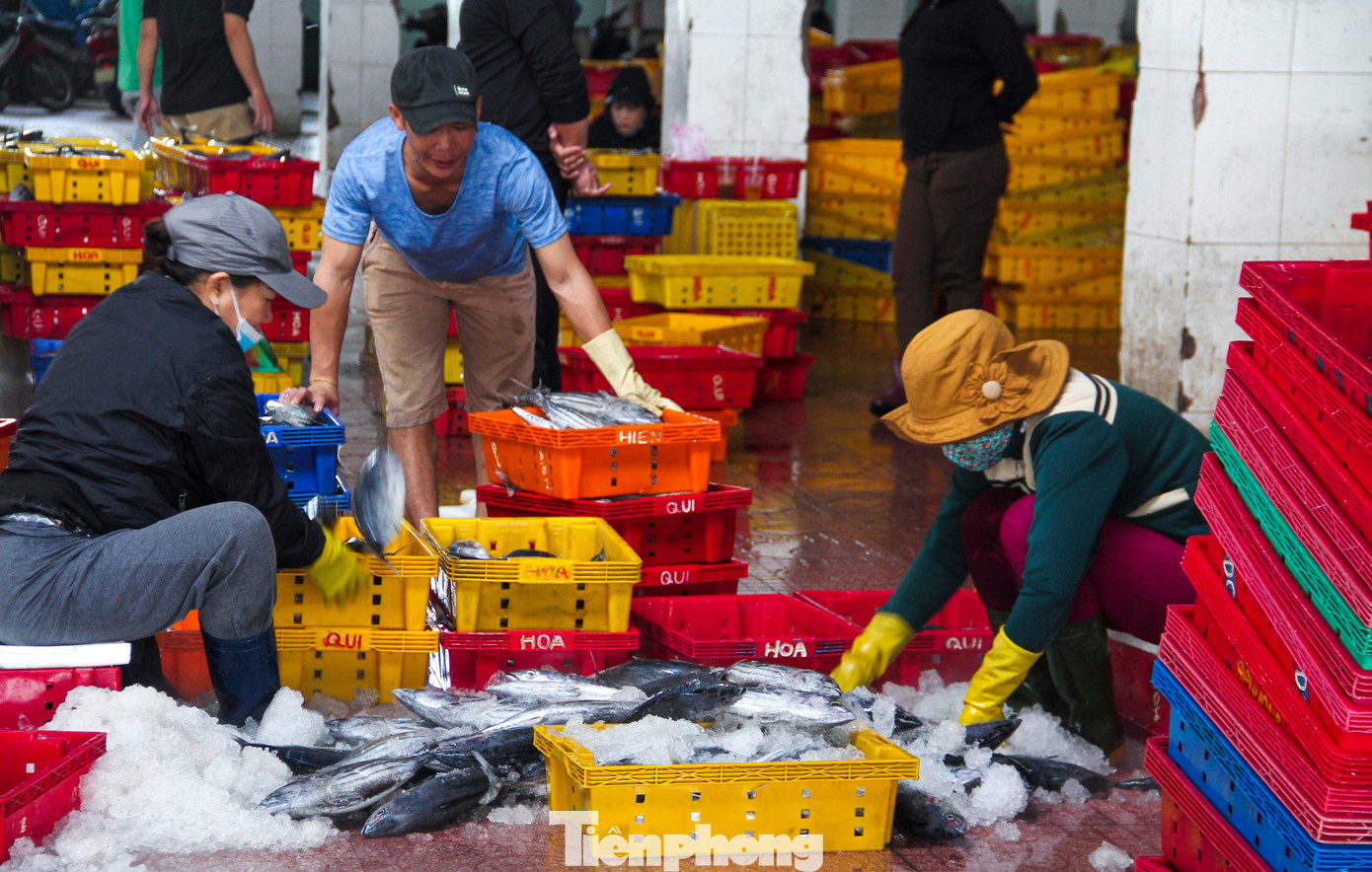 Theo ngư dân, hiện tại, cá ngừ sọc dưa được thương lái thu mua với giá cao, dao động từ 31 – 32 ngàn đồng/kg, loại đẹp. (Ảnh: Trương Định)