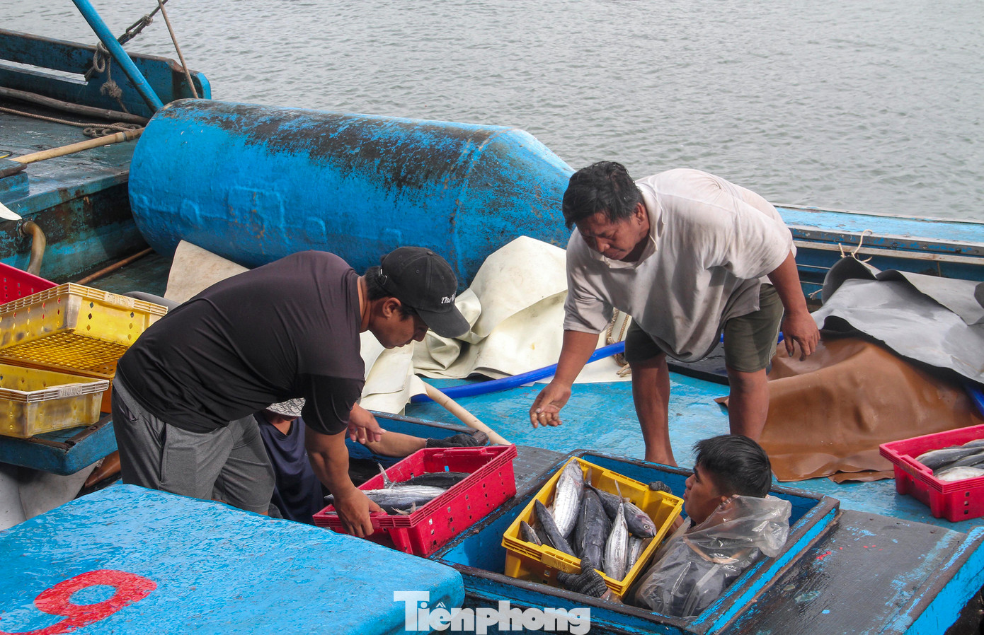 Sáng 15/1, ghi nhận của PV Tiền Phong, ngay từ sáng sớm nhiều tàu đánh cá của ngư dân Bình Định sau chuyến biển kéo dài hơn 1 tháng lại tấp nập cập cảng cá Quy Nhơn, thành phố Quy Nhơn để bán sản phẩm. (Ảnh: Trương Định)