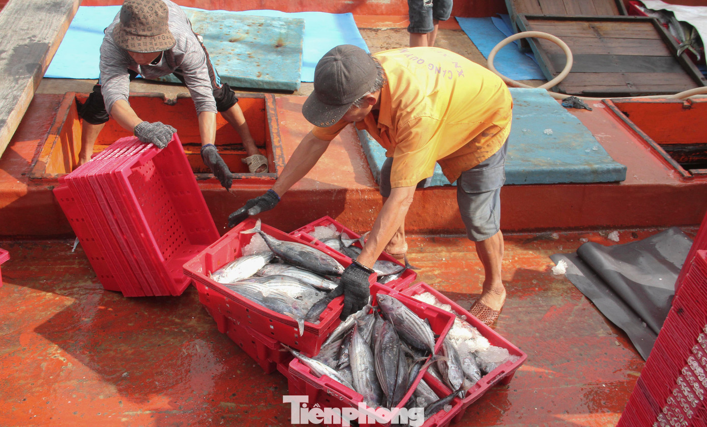 Ông Đỗ Quỳnh (SN 1980, phường Hoài Hương, thị xã Hoài Nhơn) - chủ tàu BĐ 99269 TS chia sẻ, mấy chuyến biển trước tàu của ông đánh bắt sản lượng khá ổn. Nhưng chuyến này thì tàu của ông kém may mắn hơn, do gió lớn nên sau 50 ngày đánh bắt chỉ được 7 tấn cá. Nhưng bù lại giá cá cao nên tàu cũng không lỗ nhiều. (Ảnh: Trương Định)