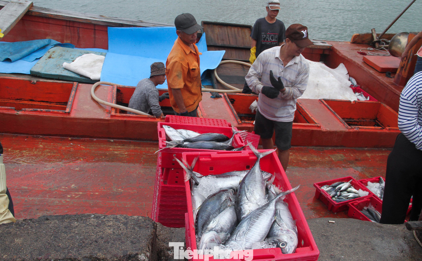Ông Ngô Minh Châu (50 tuổi, xã Hoài Hải, thị xã Hoài Nhơn) cho hay, ông đi biển từ năm 18 tuổi, hiện tại ông có đội tàu với 6 chiếc thường xuyên đánh bắt tại vùng biển Trường Sa. Sáng nay (15/1), tàu BĐ 96953 TS, là chiếc tàu thứ 3 của ông Châu cập cảng để xuất bán cá. (Ảnh: Trương Định)