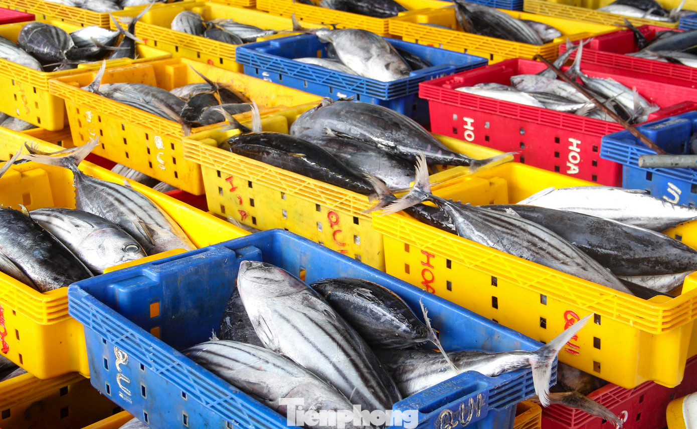 Theo lãnh đạo Ban Quản lý cảng cá Quy Nhơn, hiện nay, tàu cá cập cảng chưa nhiều. Chuyến biển cập cảng cuối cùng để ăn Tết Nguyên đán Giáp Thìn 2024 của ngư dân sẽ diễn ra tấp nập trong 4 - 5 ngày tới. Sản lượng khai thác của bà con ngư dân trong thời gian vừa rồi có tăng, giá cá năm nay cũng cao hơn nên thu nhập của các tàu cá ổn định. (Ảnh: Trương Định)