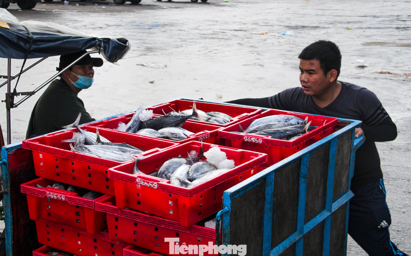 Không khí tất bật tại cảng cá Quy Nhơn. (Ảnh: Trương Định)