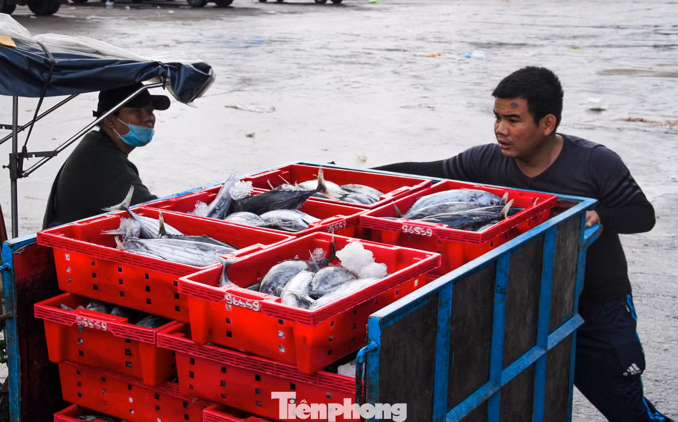 Không khí tất bật tại cảng cá Quy Nhơn. (Ảnh: Trương Định)