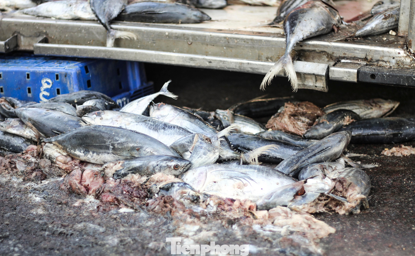 Rất nhiều cá đổ xuống đường. (Ảnh: Trương Định)
