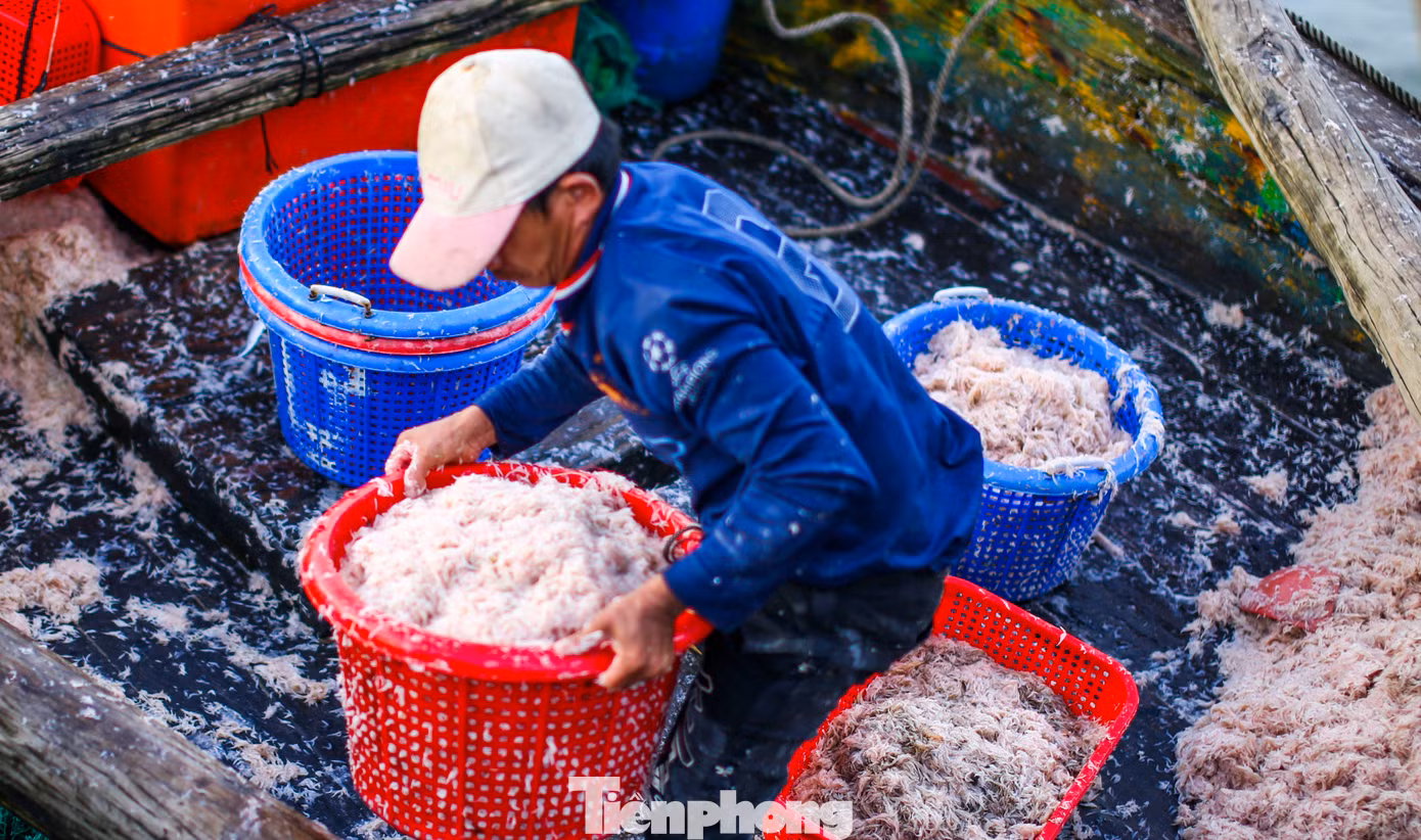 4h sáng, ông Nguyễn Xuân Tự (48 tuổi) cùng 2 bạn thuyền vươn khơi ra khu vực biển Nhơn Lý (TP. Quy Nhơn) để đánh bắt ruốc. Sau nhiều giờ liền lênh đênh trên biển, thuyền của ông đánh bắt được khoảng gần 1 tấn ruốc. Ảnh: Trương Định.