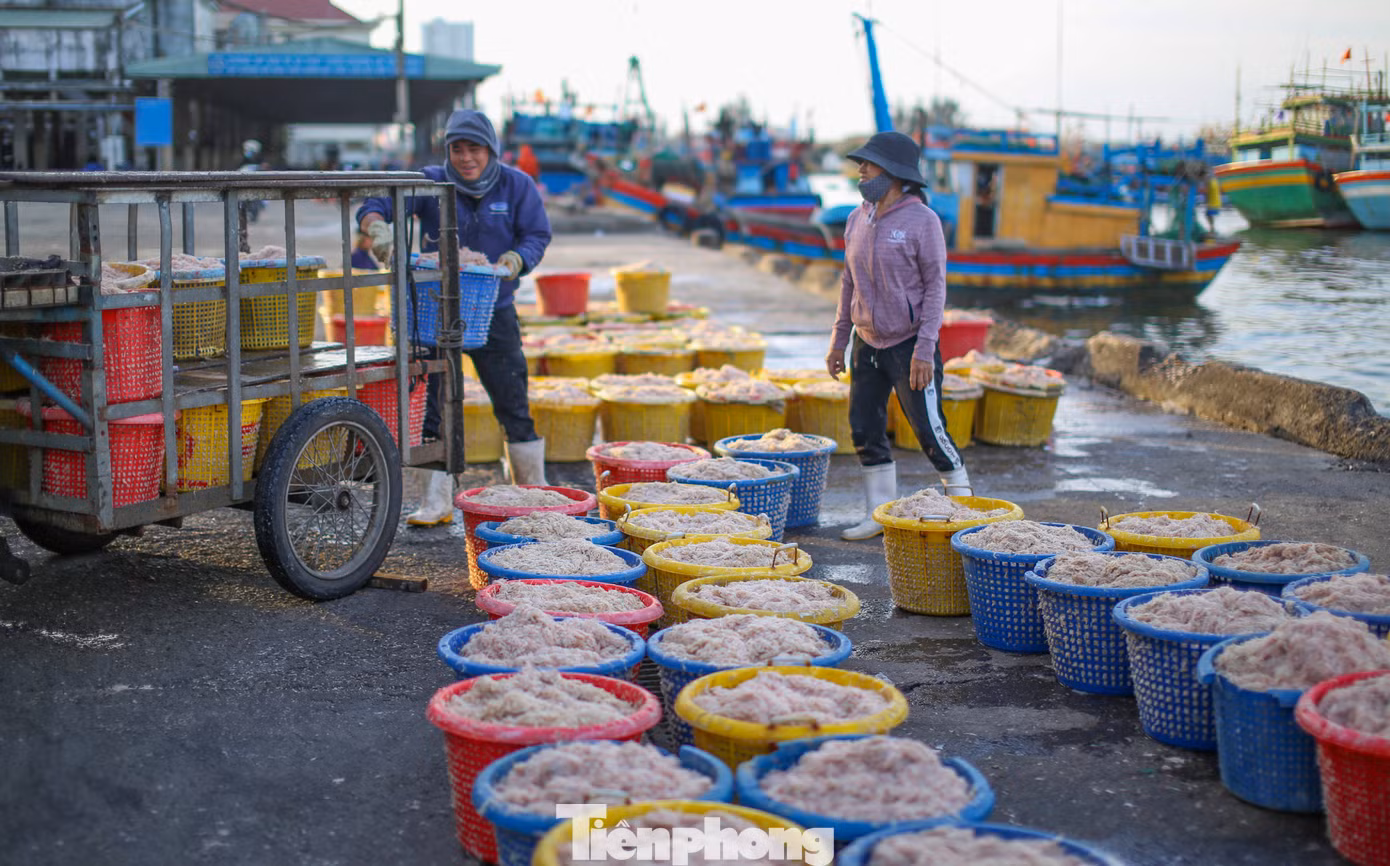 Ruốc sau khi được thương lái thu mua sẽ chở đi tiêu thụ. Ảnh: Trương Định.