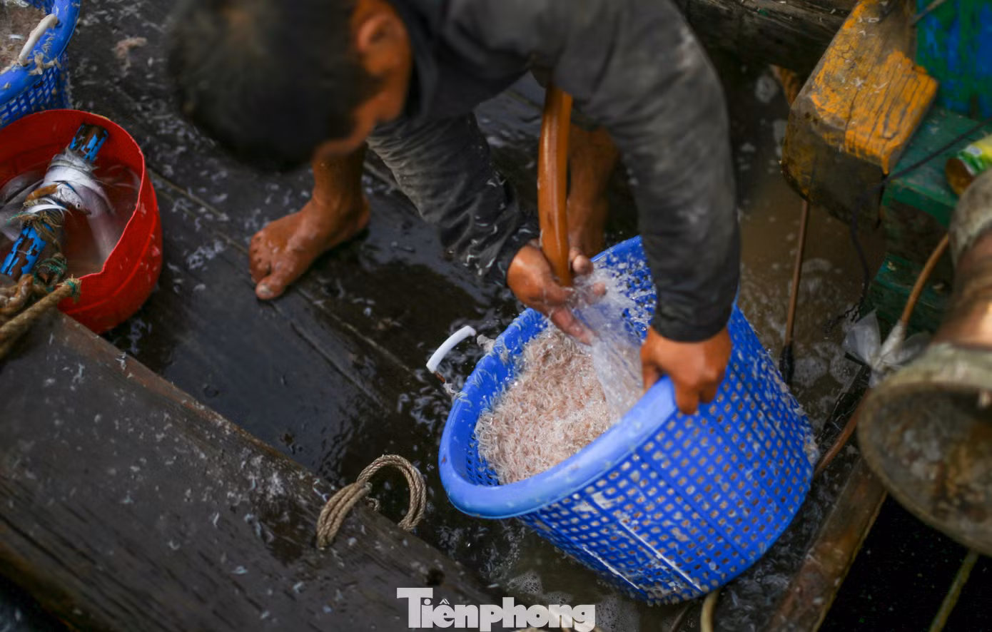 Ruốc được làm sạch trước khi cân bán cho thương lái. Ảnh: Trương Định.
