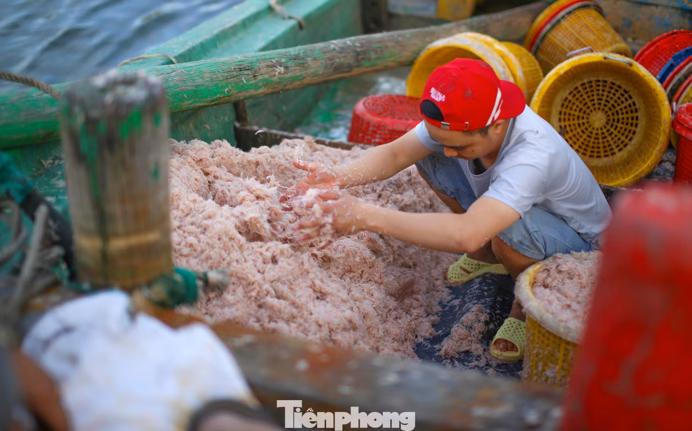 Những mẻ ruốc tươi rói được ngư dân đánh bắt đưa vào bờ. Ảnh: Trương Định.