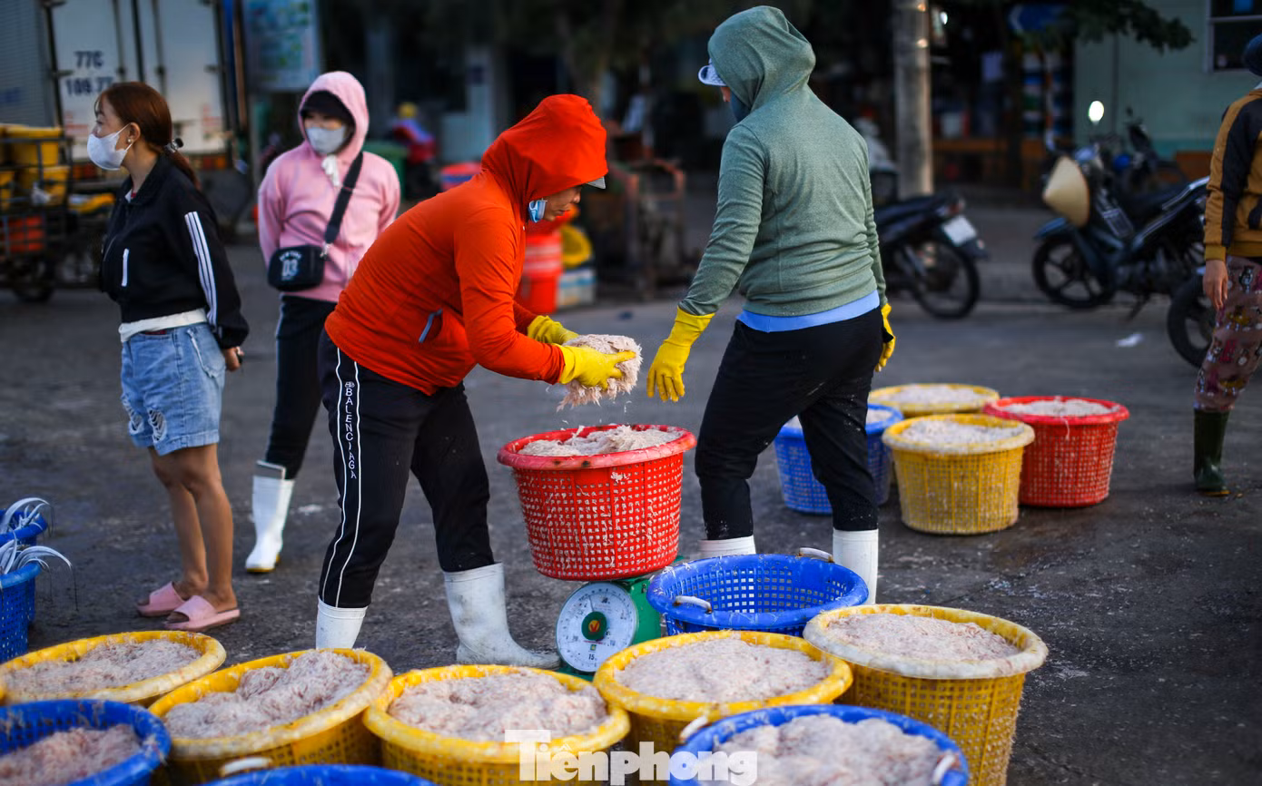 Khi thuyền cập bến, thương lái cũng có mặt để chờ thu mua ruốc. Ảnh: Trương Định.