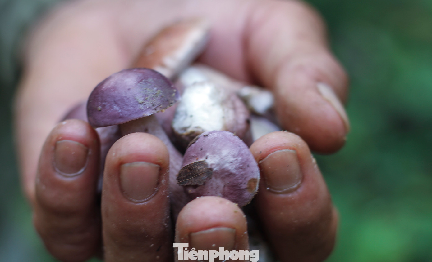 Người đi hái chủ yếu lựa tìm những chiếc nấm búp. Loại này muốn tìm thì phải để ý vì nấm còn nhỏ, phần khác nấm bị che khuất và có màu hơi giống lá khô. Chu kỳ nấm rất nhanh, khoảng 2 - 3 ngày nên người dân cũng tranh thủ đi hái. (Ảnh: Trương Định)