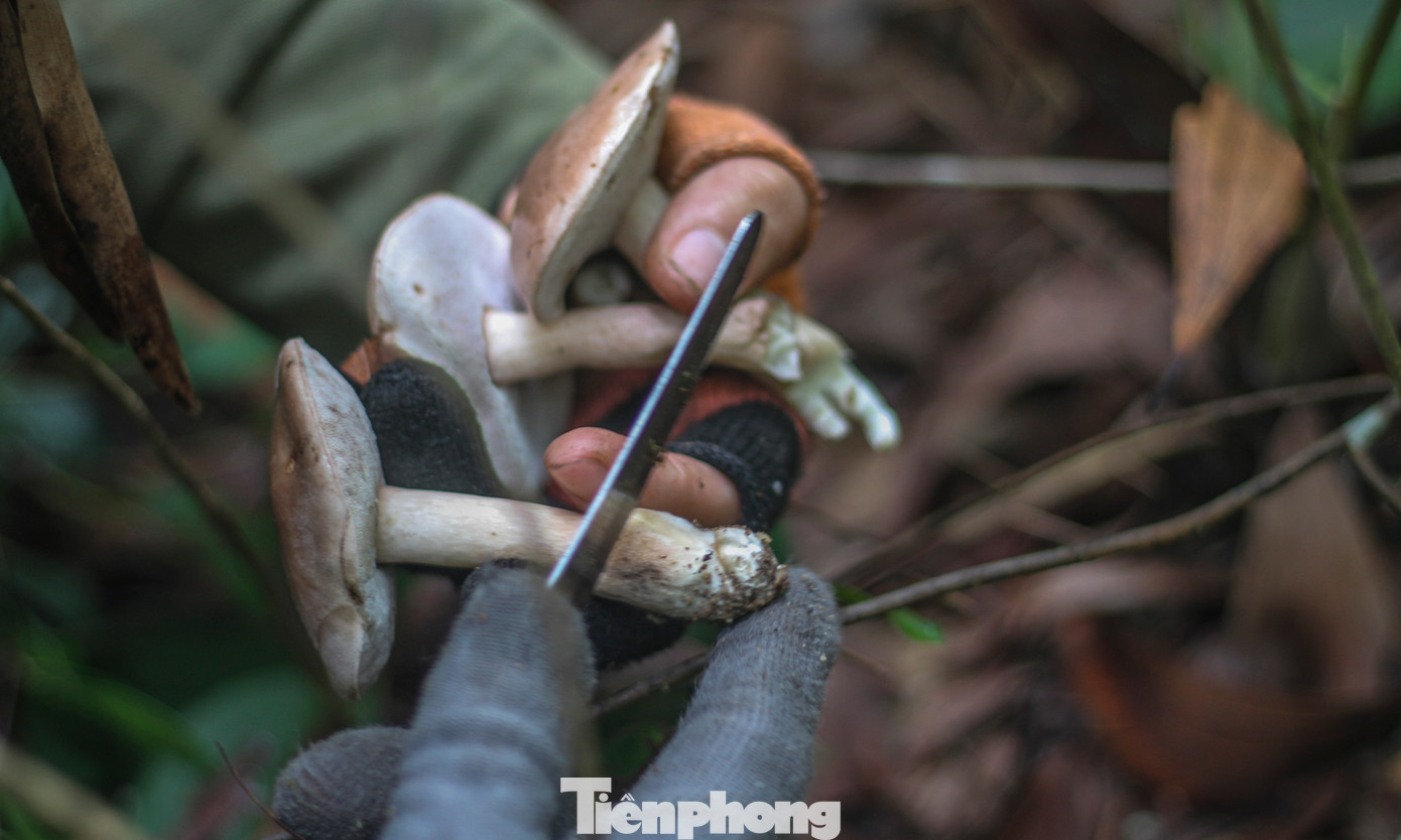 Ngoài chế biến các món ngon hoặc bán cho thương lái, nấm keo cũng được người dân làm sạch, sơ chế kỹ để biếu tặng cho người thân một số địa phương khác ngoài tỉnh. (Ảnh: Trương Định)