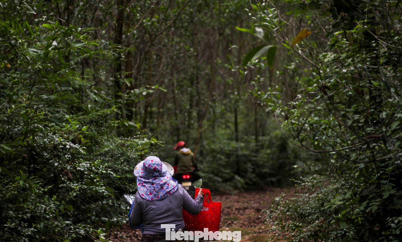 Theo chân người dân đi hái nấm, phóng viên men theo những con đường mòn tiến sâu vào cánh rừng keo phía dưới chân núi thuộc địa phận xã Cát Lâm, huyện Phù Cát (Bình Định), vừa chạm nơi cũng là lúc trời vừa hửng sáng. (Ảnh: Trương Định)